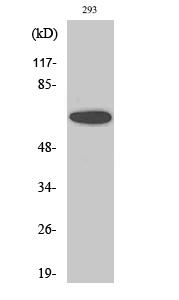 Western Blot analysis of 293 cells using UBA2 Anti Polyclonal Antibody. Secondary antibody was was diluted at 1:20000 cells nucleus extracted by Minute Cytoplasmic and Nuclear Fractionation kit.